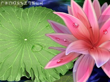 透明車身貼